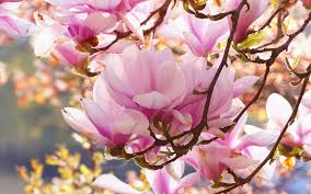 Magnolia, a Jazz Ballad